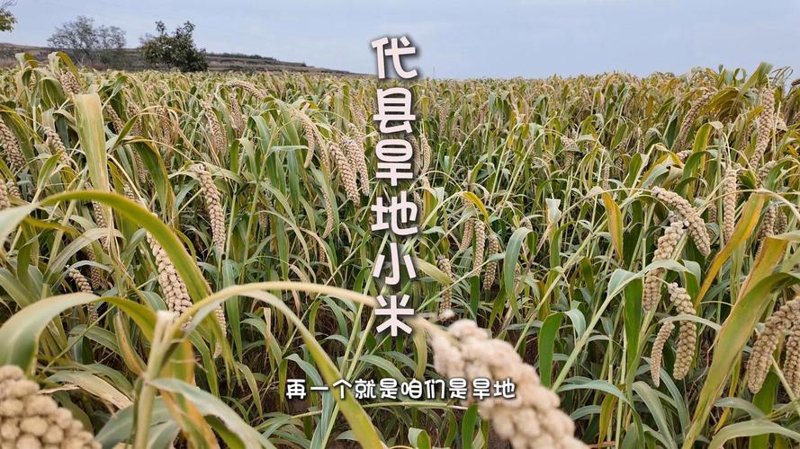 杂粮礼盒