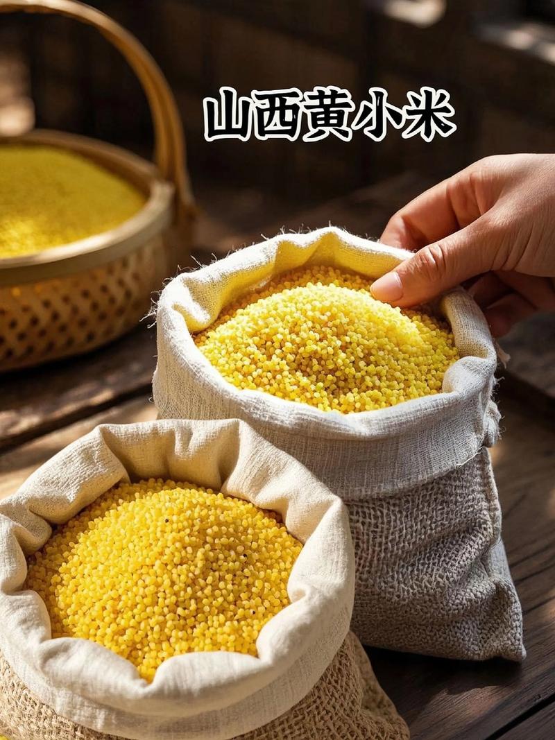 探寻山西小米的生长之秘与未来趋势