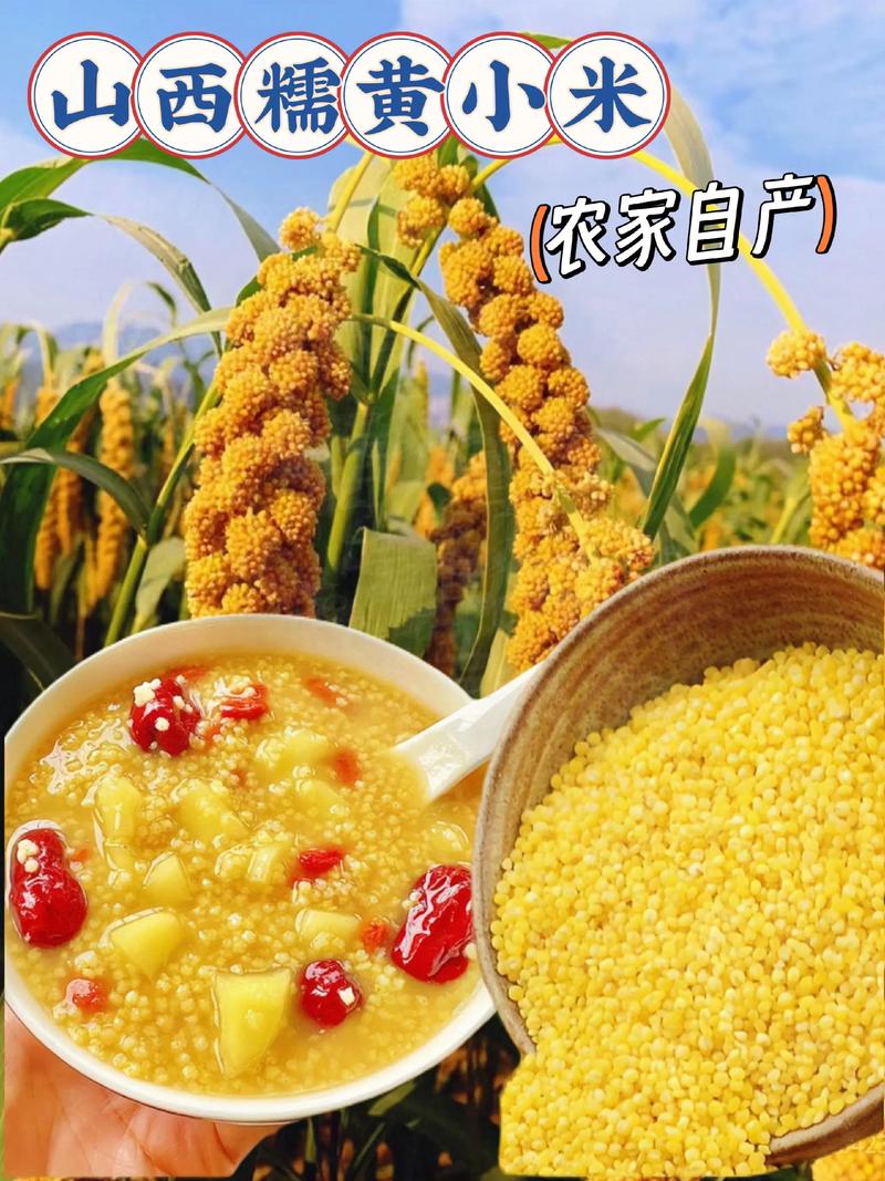 山西小米