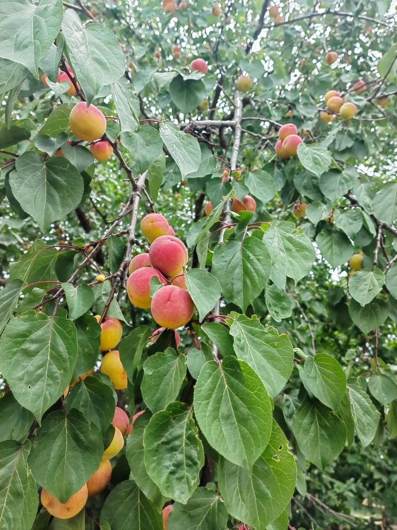 山西土豆：土得掉渣的美味